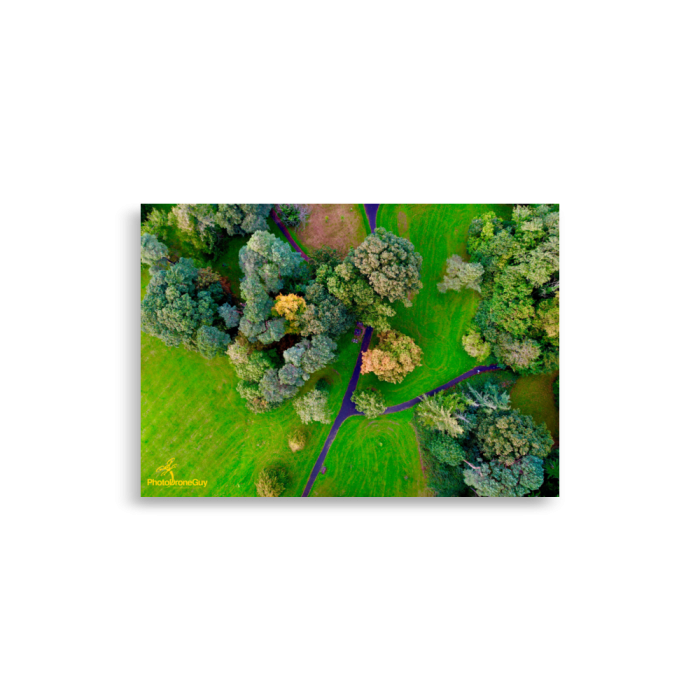 Irish Autumn Forest Wall Art - 21x30