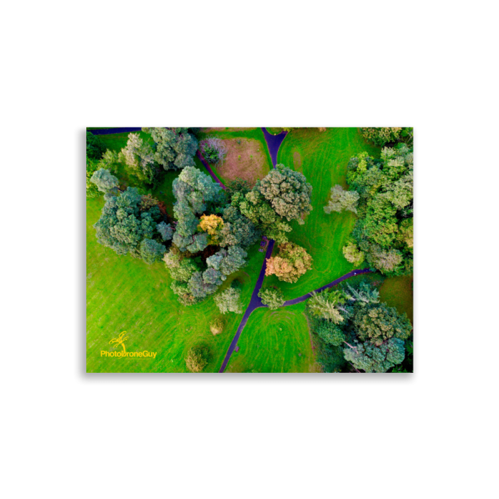 Irish Autumn Forest Wall Art - 30x40
