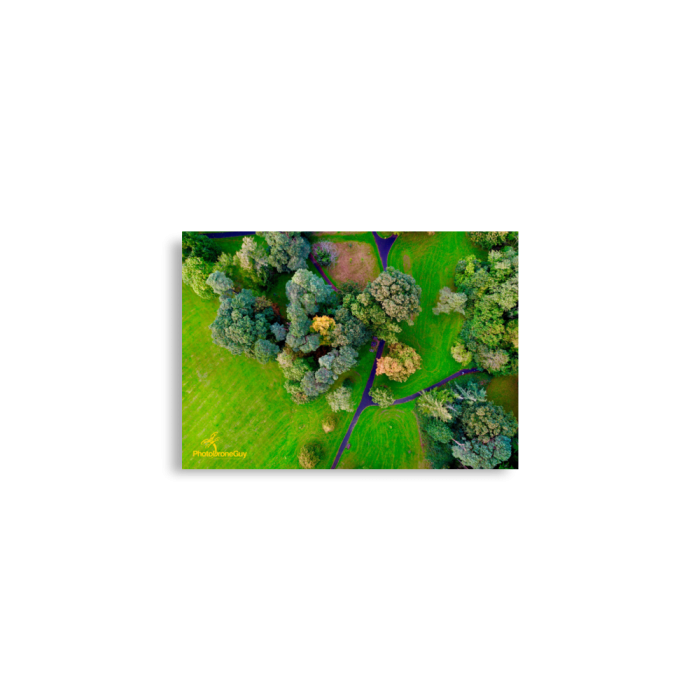 Irish Autumn Forest Wall Art - A2 42x59.4